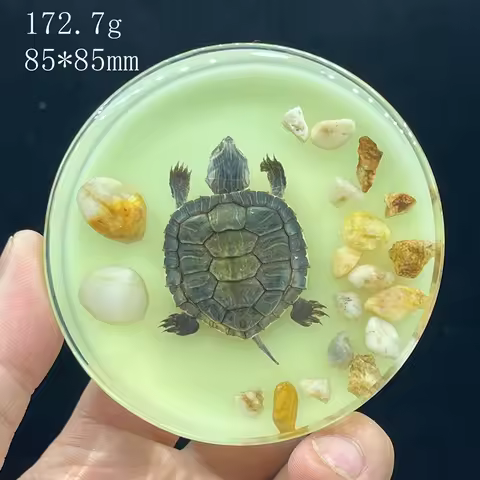 树脂昆虫（带荧光）标本摆件工艺教学模型桌子客厅家居装饰配件